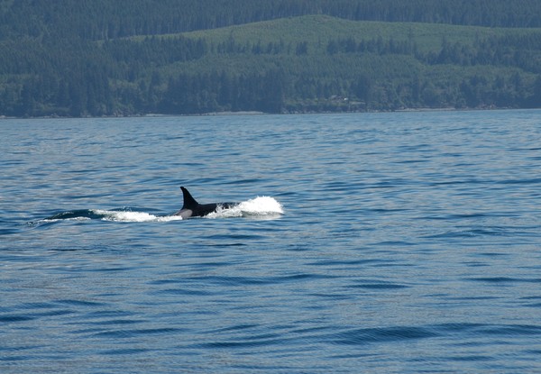 Killer Whales